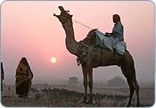 Camel Safari