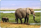 Elephant Ranthambhor National Park