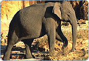 Elephant - Bandhavgarh National Park
