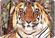 Tigre Indiana