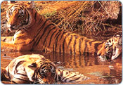 Sariska Wildlife Sanctuary